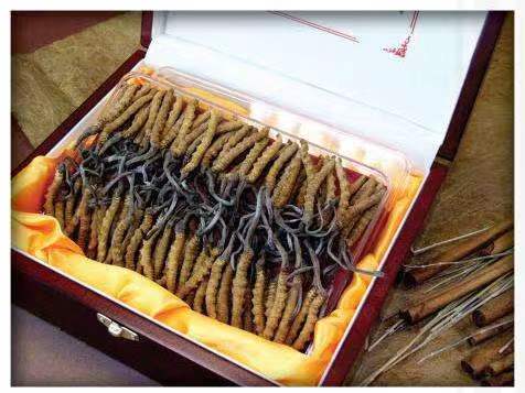 三水冬虫夏草回收